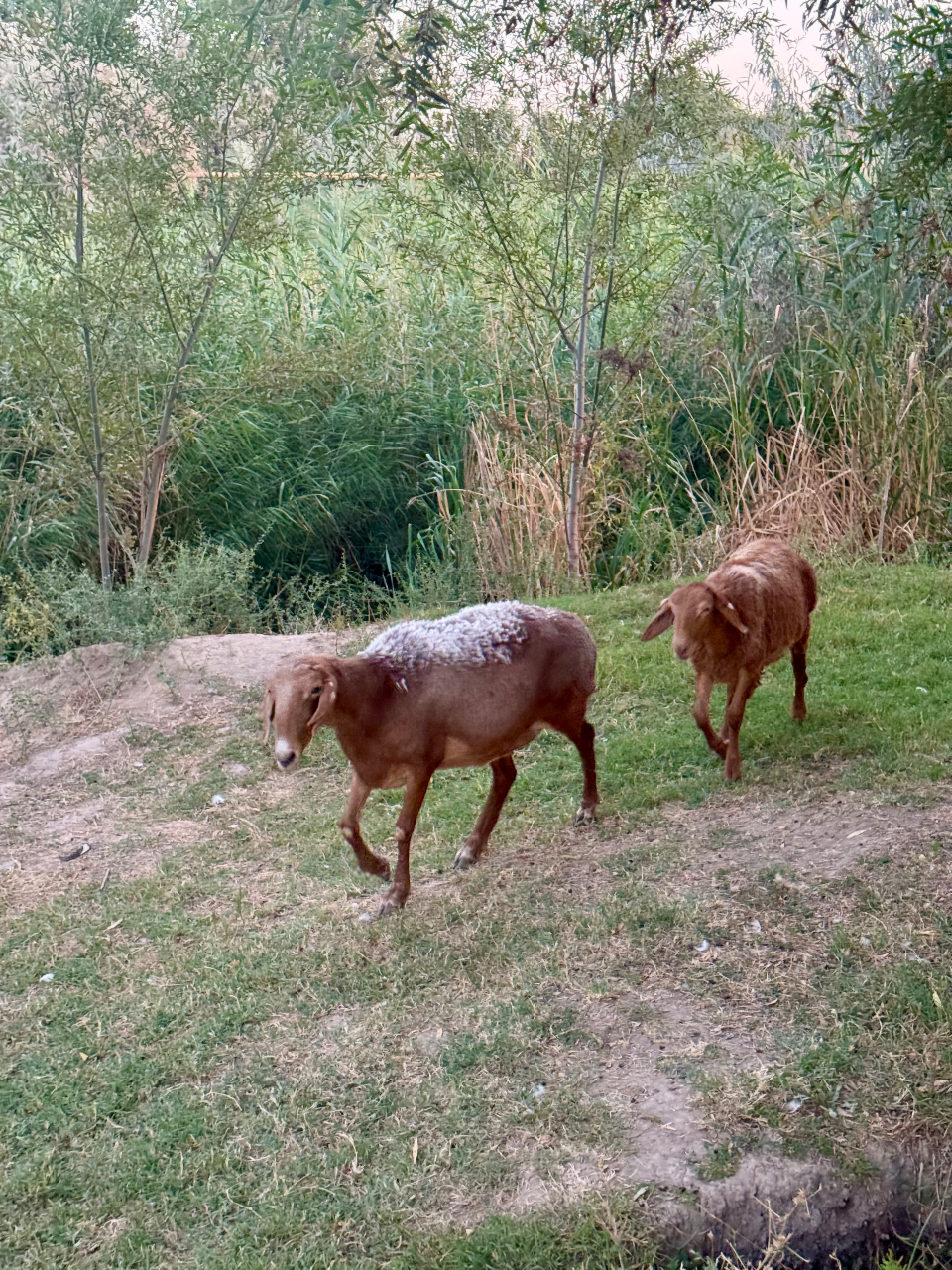 Qirgʻiz qoʻy zoti (Ona va urgʻochi qoʻzichoq)